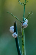 Fonoll (Foeniculum vulgare)