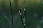 Fonoll (Foeniculum vulgare)