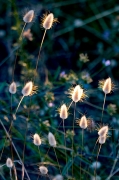 Espigues