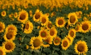 Girasol (Helianthus annuus)