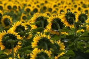 Girasol (Helianthus annuus)