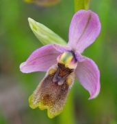 Mosques vermelles (Ophrys tenthredinifera)