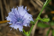 Xicòria (Cichorium intybus)