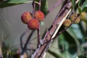 Arboç : (Arbutus unedo)