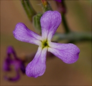 Violer marí (Matthiola sinuata)