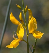 Ginesta (Spartium junceum)