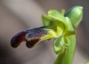 Mosques negres (Ophrys fusca)