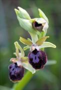 Aranyosa (Ophrys sphegodes)