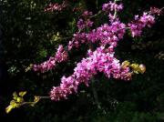 Arbre de l'amor, árbol de Judea (Cercis siliquastrum)