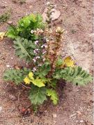Acant, acanto (Acanthus mollis)