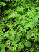 Agulles 2 (Erodium malacoides)