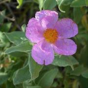 Estepa blanca (Cistus albidus)