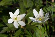 Flora del Montseny: Anemone nemorosa