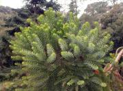 Araucaria australiana (Araucaria bidwillii) detall