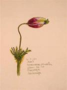 Anemone vernalis