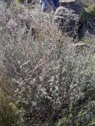 Botja pudenta (Artemisia herba-alta)