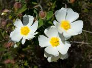 Cistus monspeliensis