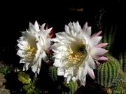Cactus a la primavera (Echinopsis spp)