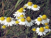 Camamilla Comuna (Matricaria recutita)