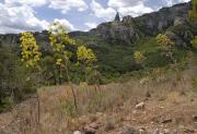 La canyaferla (Ferula communis)