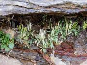 Cardàmine residifòlia (Cardamine residifolia)