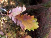 Roure cerrioide (Quercus cerrioides)