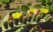 Figuera de moro (Nopal) (Opuntia ficus-indica)- I