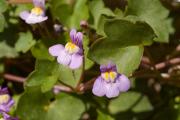 Flors de Cymbalaria muralis