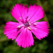 Clavellet (Dianthus deltoides)