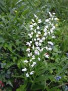 Curraià blanc (Cephalanthera longifolia)