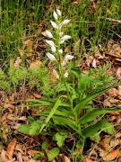 Curraià blanc (Cephalanthera longifolia)