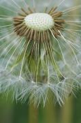 Aquenis de Taraxacum officinalis