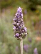 Cantueso rizado, french lavander (Lavandula dentata)