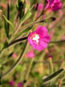 Epilobi hirsut (Epilobium hirsutum) 2