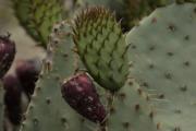 figuera de moro (Opuntia ficus-indica)