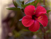 HIBISCUS