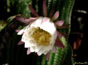 Cactus florint (Echinopsis spp)