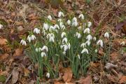 Galanthus nivalis 1