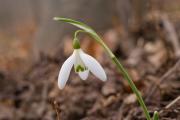 Galanthus nivalis 2