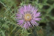 Galactites tomentosa