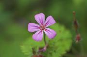 Geranium robertianum