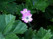 Geranium molle