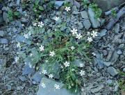 Gipsòfila reptant (Gypsophila repens)