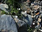 Gipsòfila reptant (Gypsophila repens)