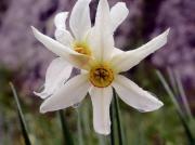 Grandalla (Narcissus poeticus)