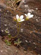 Saxifraga granulosa (Saxifraga granulata)