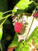 Gerd, frambuesa, framboise (Rubus idaeus)