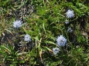 Jasione nana (Jasione crispa)