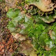 Lunularia cruciata