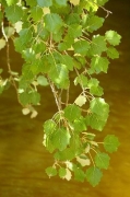 Àlber (Populus alba)